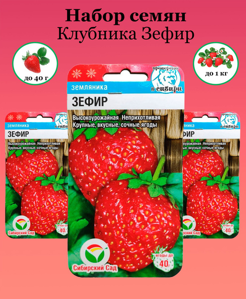 Клубника маршмеллоу описание сорта фото отзывы Клубника Сибирский сад Клубника Зефир - купить по выгодным ценам в интернет-мага