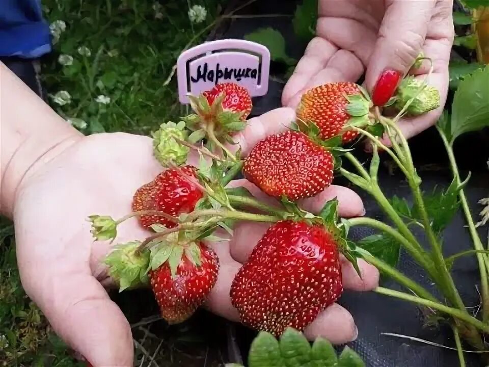 Клубника марышка фото Марышка - клубника, описание сорта (Чешский сорт) - YouTube