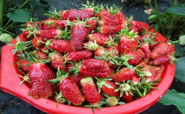 Клубника марышка фото Клубника Купчиха: описание сорта, фото, отзывы