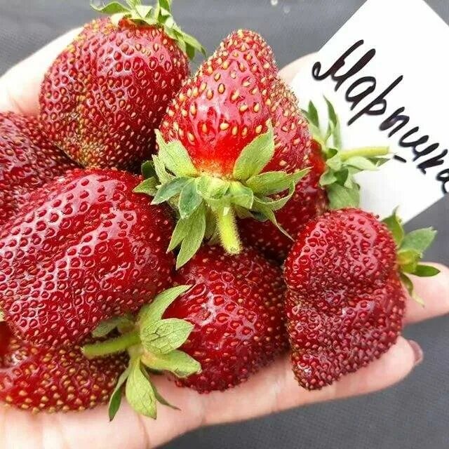 Клубника марышка фото Аки сахар. Обзор самых сладких сортов клубники Дача с нуля Дзен