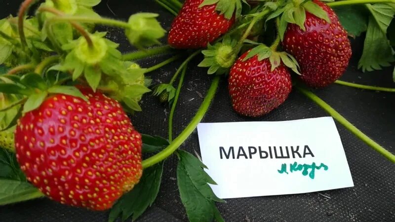 Клубника марышка фото Сорт марышка клубника отзывы