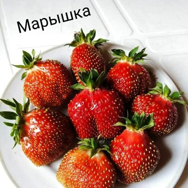 Клубника марышка фото Клубника марышка отзывы садоводов: найдено 89 изображений