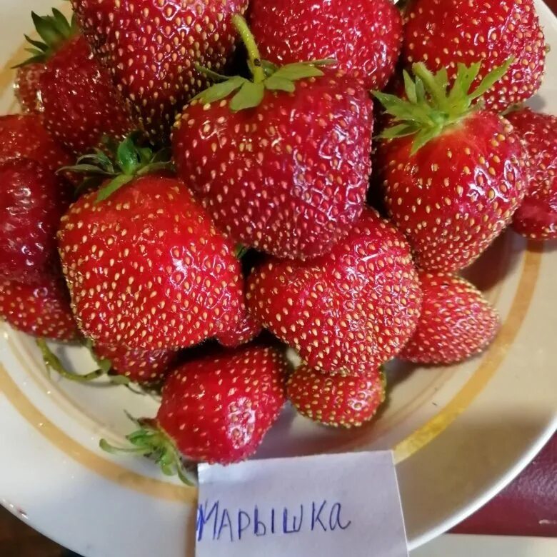 Клубника марышка фото Клубника Марышка (Р9) купить по цене 100 ₽ за шт. Интернет-магазин садовых расте