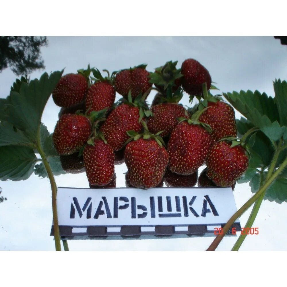 Клубника марышка фото Клубника Марышка саженцы купить в Москве по цене от 93 руб.