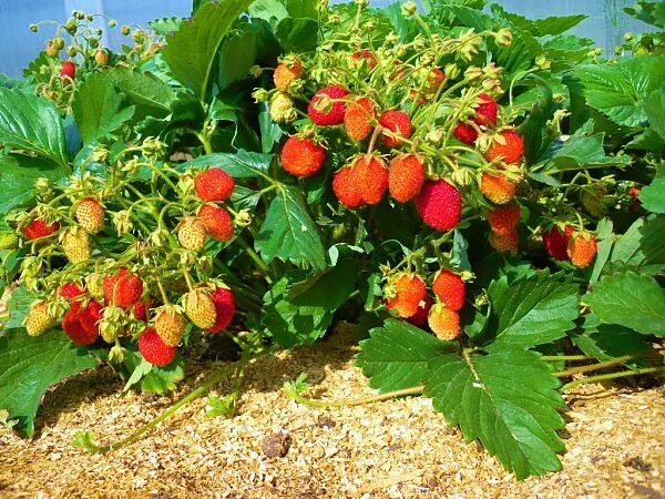 Клубника маша описание сорта фото Купить саженцы Клубника Машенька в питомнике. Для сорта Клубника Машенька есть о