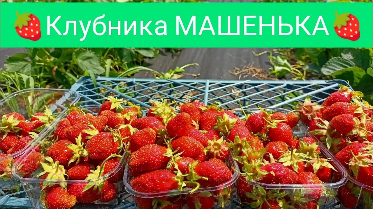 Клубника маша описание сорта фото Клубника маша описание сорта фото отзывы - Фото Календарь