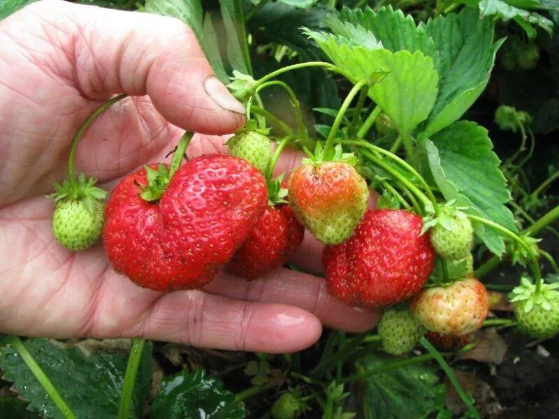 Клубника маша описание сорта фото ✅ Strawberry Masha: variety description and characteristics, cultivation and rep