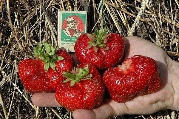 Клубника маша описание сорта фото ✔ ПОЛЕЗНЫЕ СОВЕТЫ : ✪ Сохраните чтобы не... Интересный контент в группе Урожайна