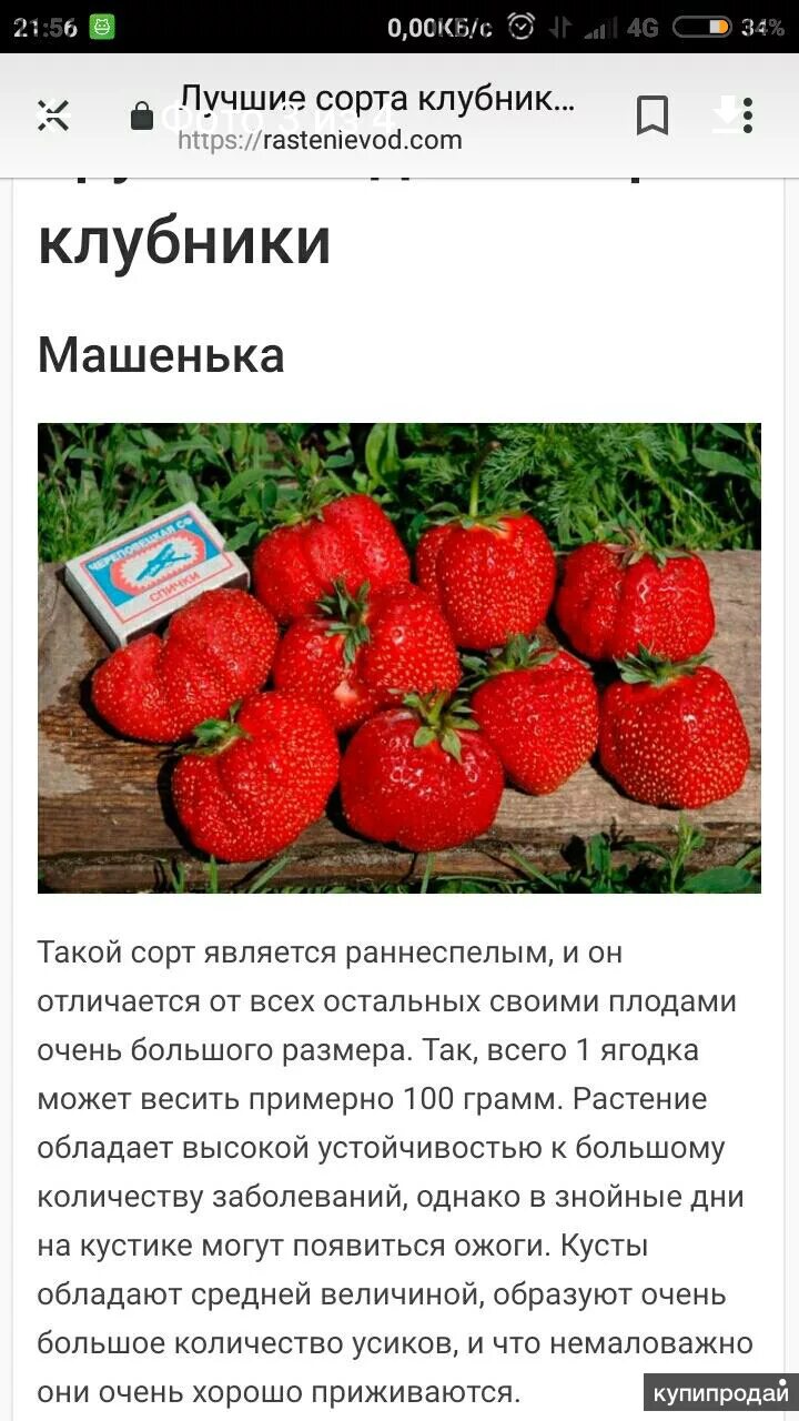 Клубника маша описание сорта фото Усы клубники выставочная , торнадо и Машенька в Кирове