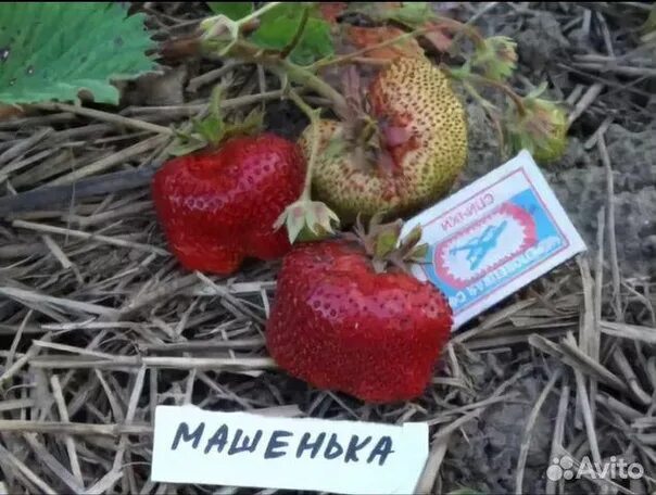 Клубника маша описание сорта фото Фотографии сорта клубники Машенька Натуралист Фотогалерея природы на dia-logika.