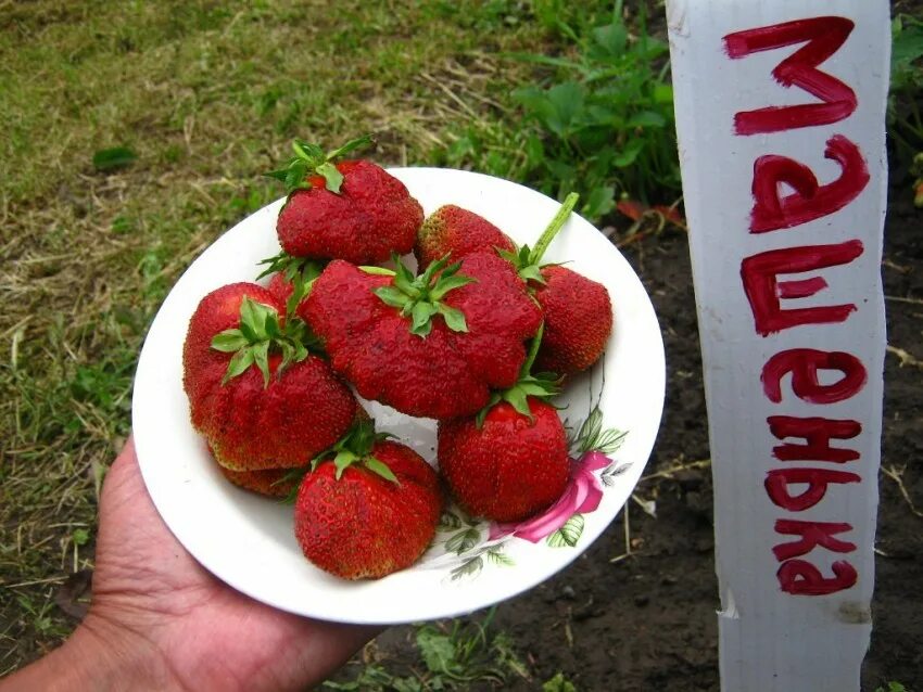 Клубника маша описание сорта фото Клубника Машенька - 115 фото и описание сорта. Нюансы выращивания и отзывы садов