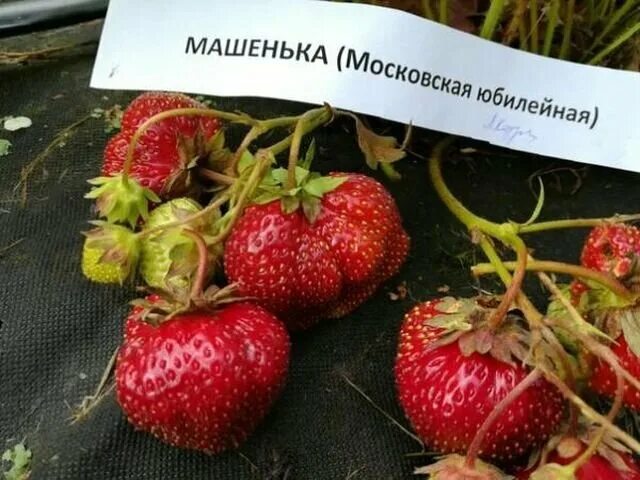 Клубника маша описание сорта фото Земляника садовая, лучшие сорта с фото и описанием Садовод и Огородник Дзен