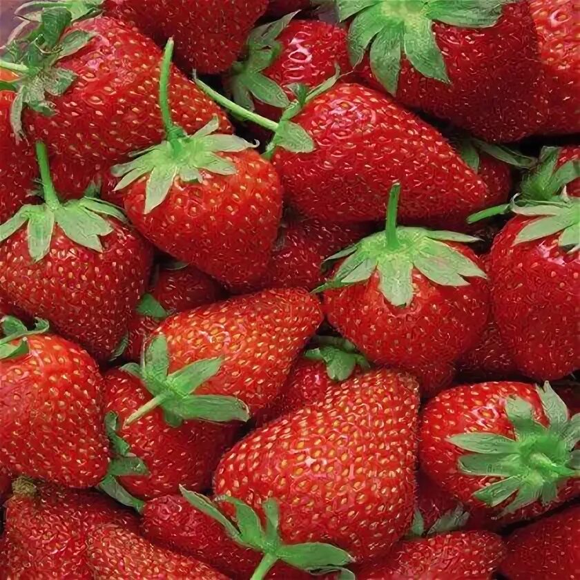 Клубника медовая фото Клубни Клубника купить по выгодной цене в интернет-магазине OZON (1586774698)