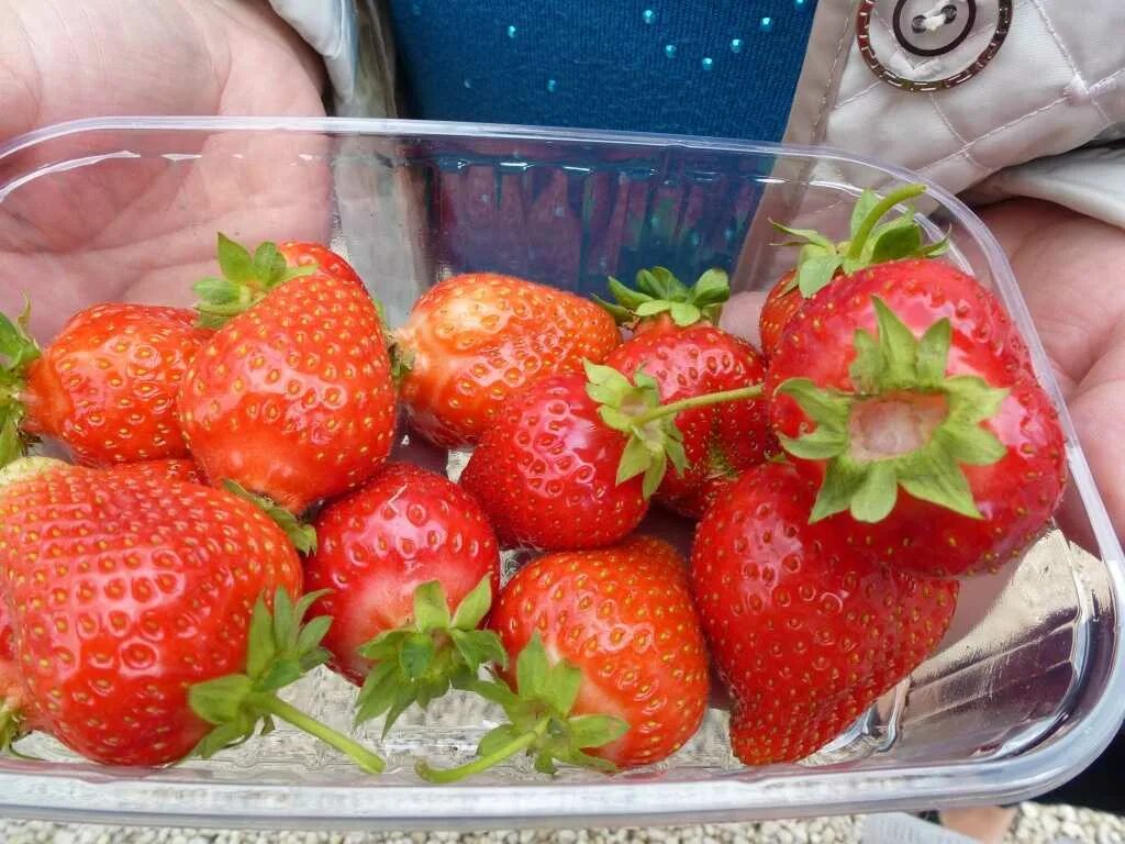 Клубника медовая фото Земляника медовая отзывы: найдено 82 изображений