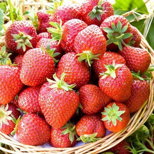 Клубника медовая фото Клубни Клубника купить по выгодной цене в интернет-магазине OZON (1586765027)
