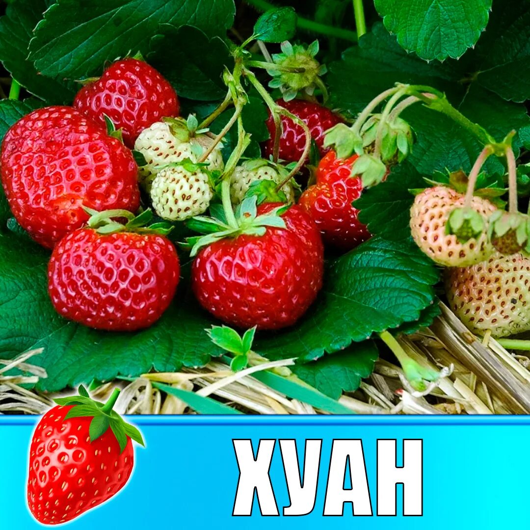 Клубника медовая фото Земляника (Клубника) Хуан в стаканчике