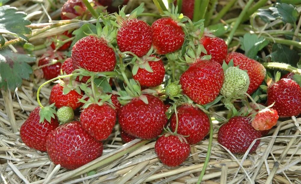 Клубника мица шиндлер описание сорта фото 10 x 12 Garten-Erdbeeren 'Hummi-Praline' zu gewinnen Erdbeeren, Gartenkalender, 