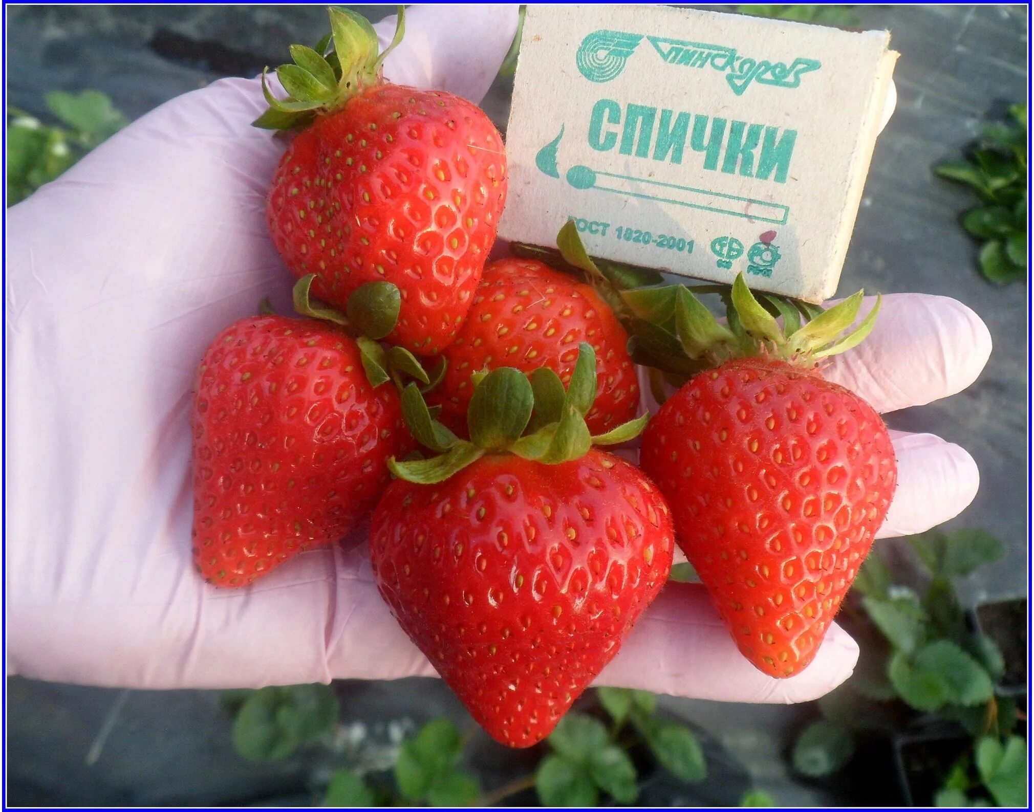 Клубника монтерей фото отзывы Земляника садовая Монтерей Дачная Коллекция