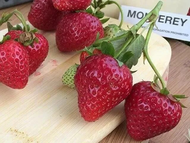 Клубника монтерей фото отзывы Клубника ремонтантная Монтерей