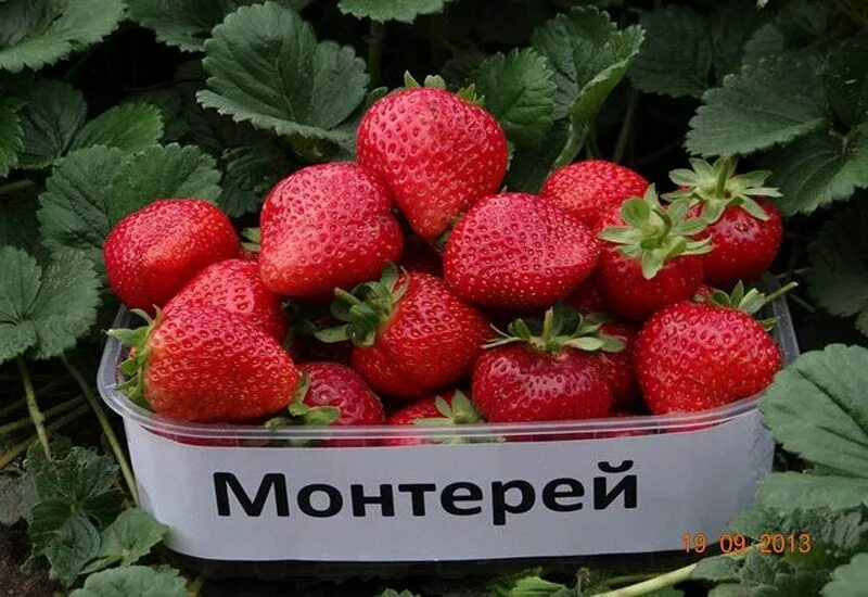 Клубника монтерей фото отзывы Клубника "Монтерей" Томаровский частный коллекционный питомник
