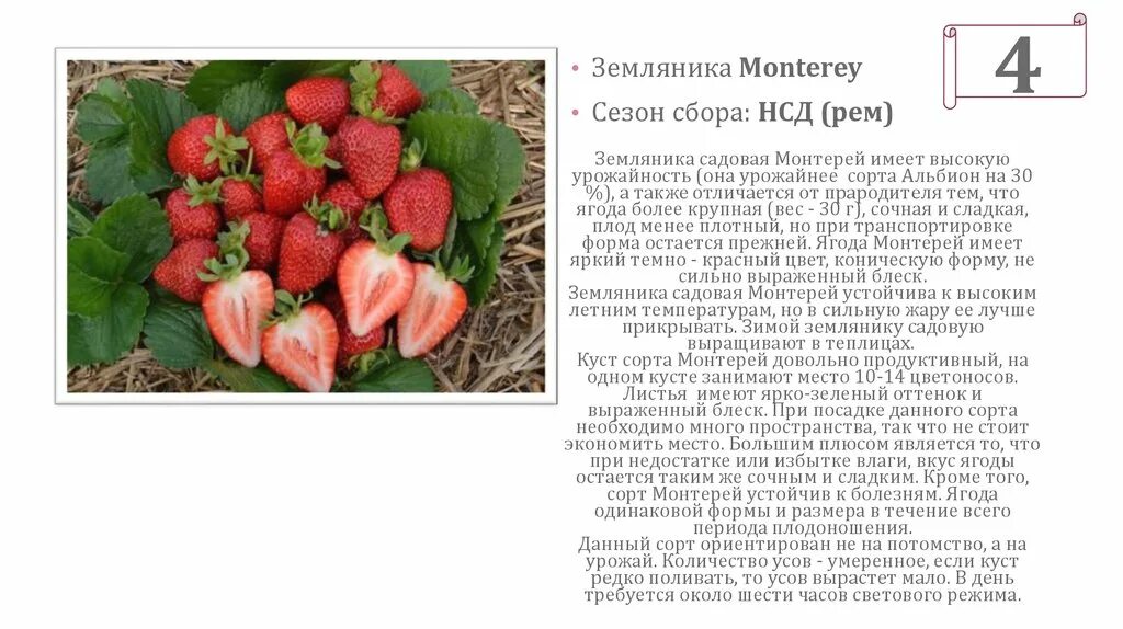 Клубника монтерей фото отзывы Ремонтантная Земляника Монтерей: Яркие Моменты Сезона Природная галерея Фотогале