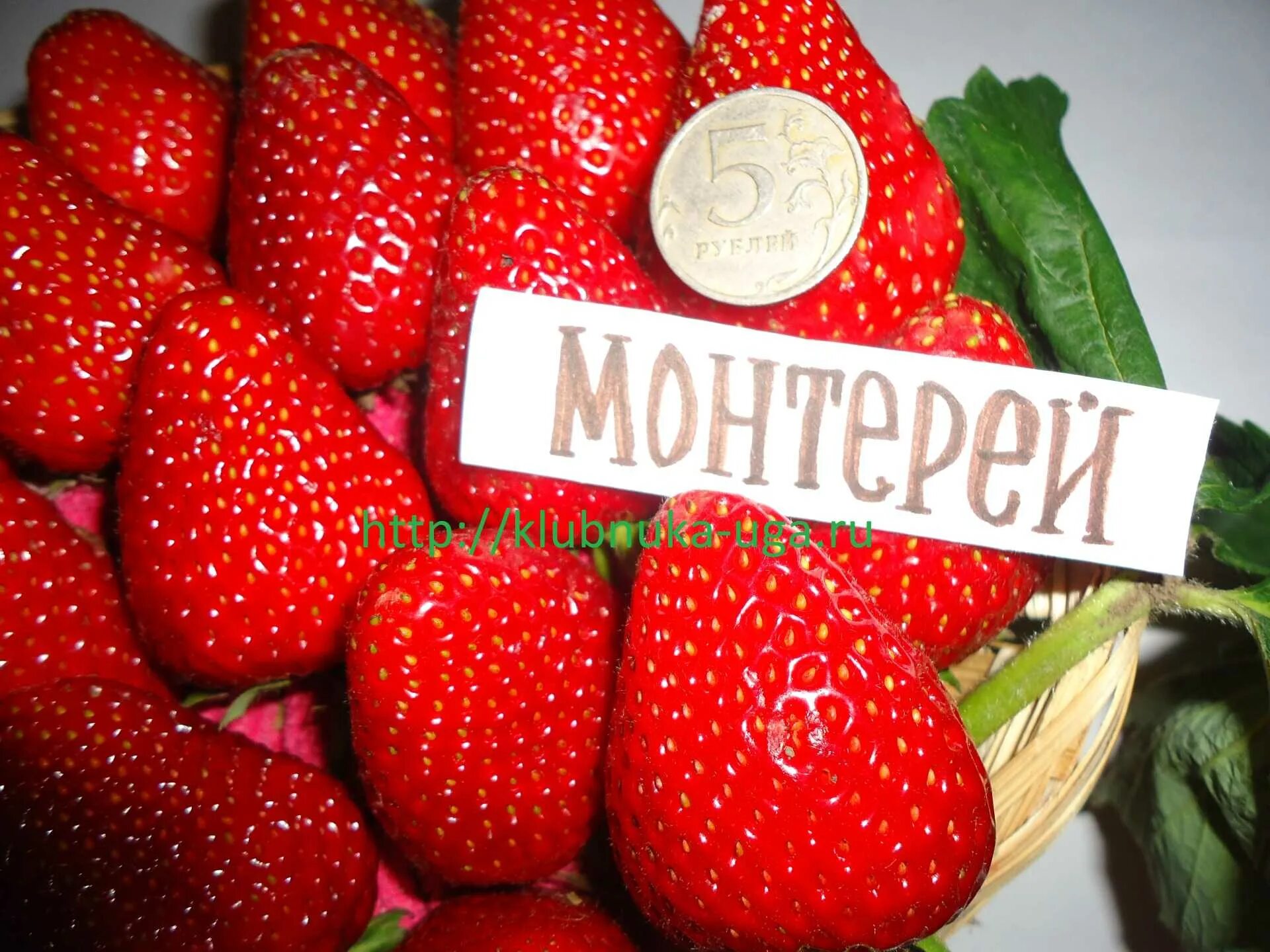 Клубника монтерей фото отзывы Монтерей: Изображения популярного сорта клубники Планета земля Фотогалерея приро