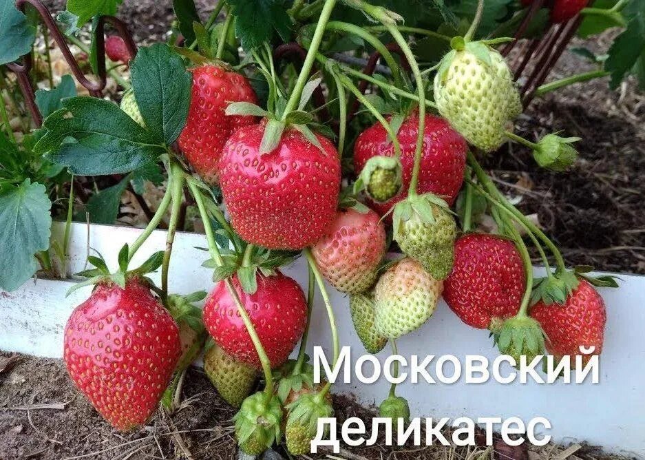 Клубника московский деликатес фото описание Семена Земляника F1 Московский деликатес ® Профсемена: описание сорта, фото - ку