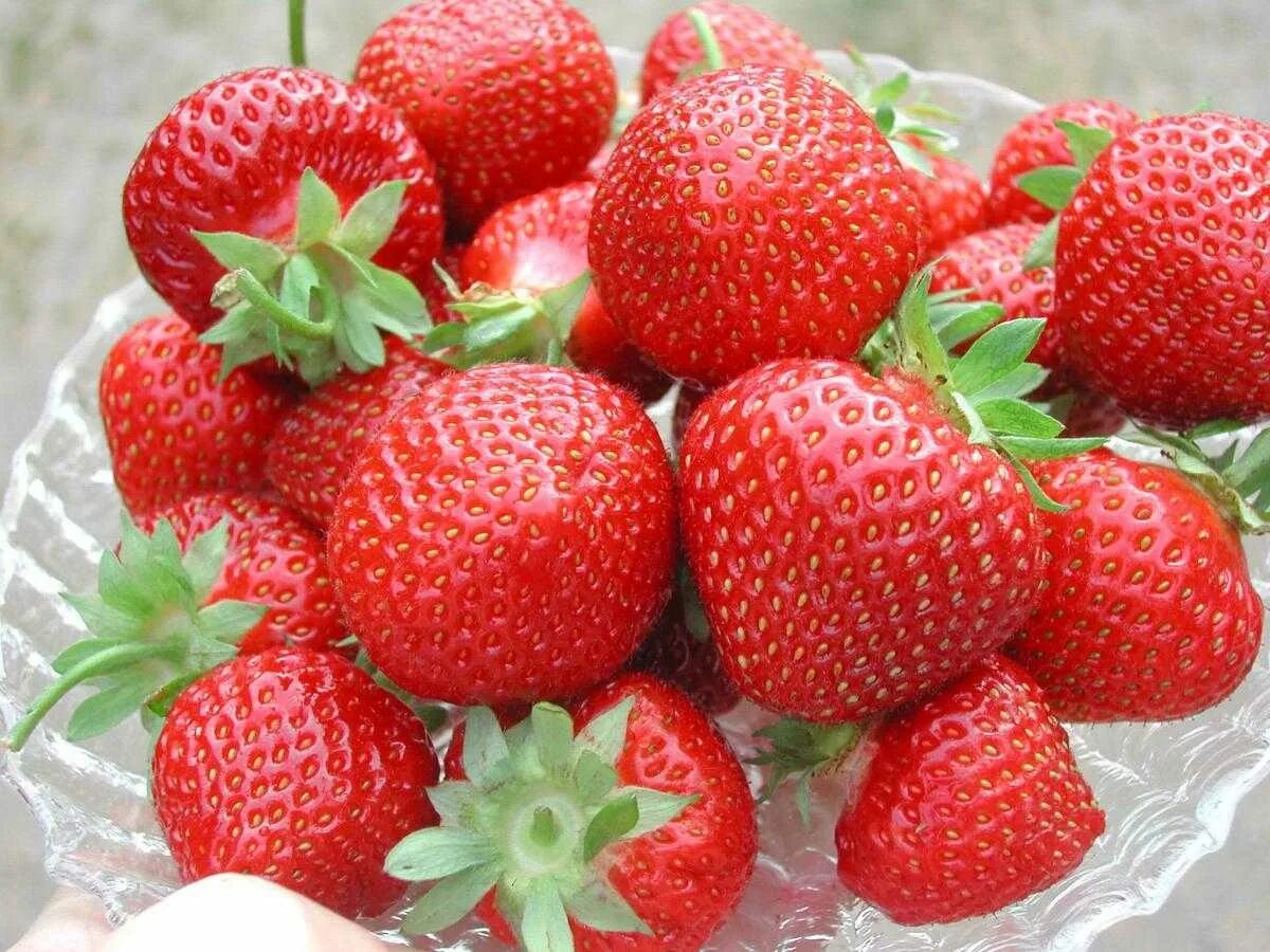 Клубника мурано фото Сорт клубники мурано фото и описание