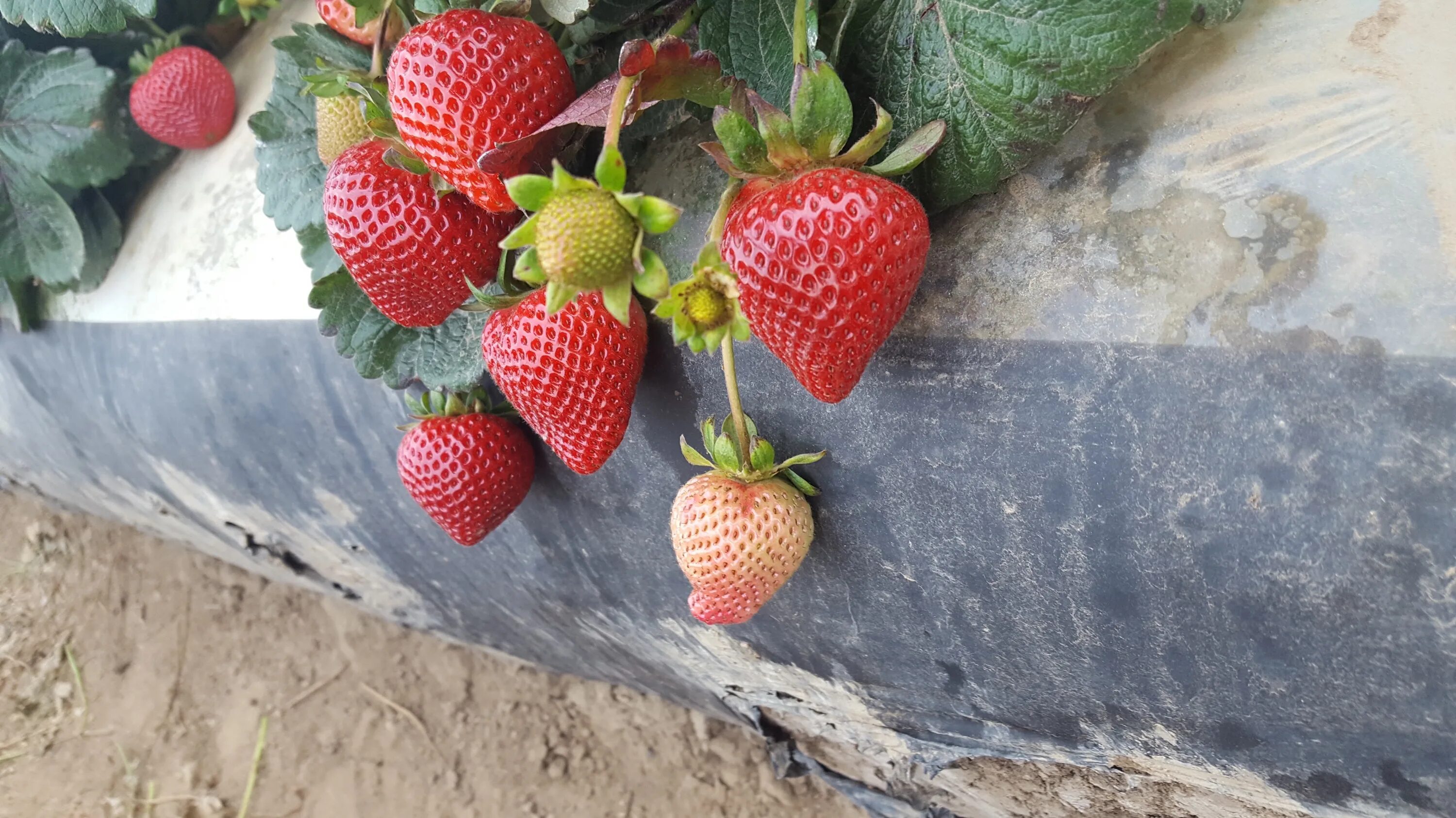 Клубника мурано фото Monterey Strawberry Breeding & Research Program