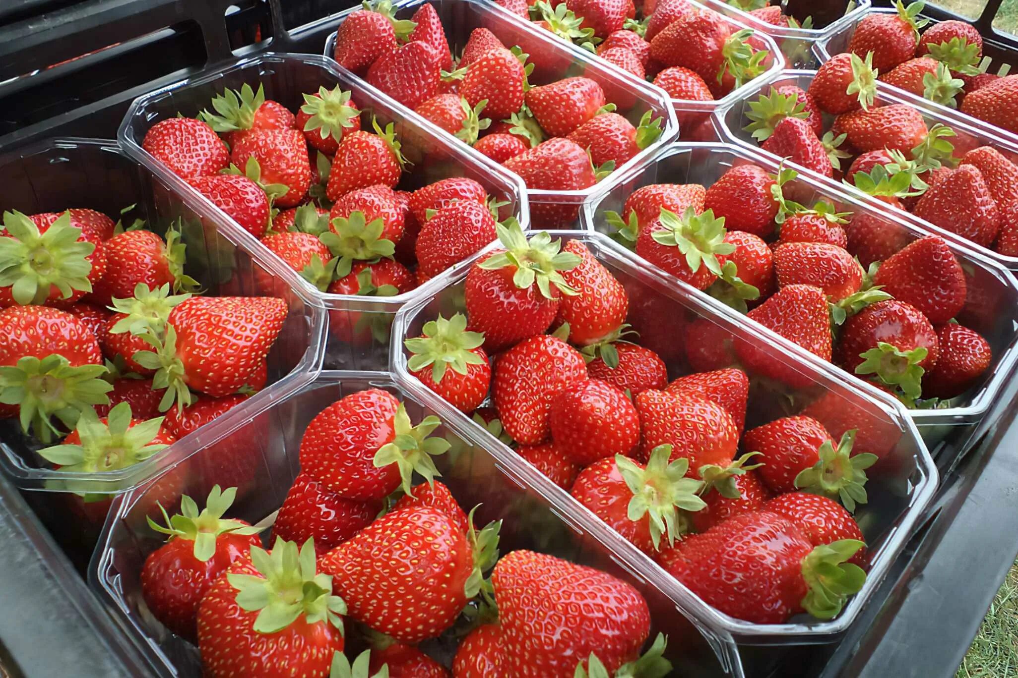 Клубника мурано фото Клубника Мурано Strawberry Murano - купить саженцы ягодных культур с доставкой п