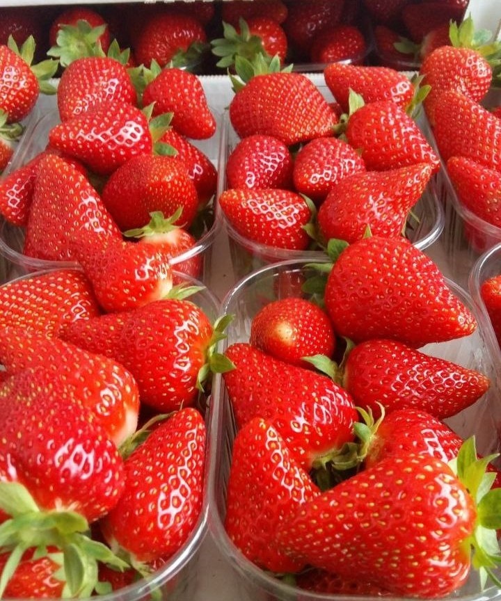 Клубника мурано фото Мурано клубника фото отзывы - 100 фото