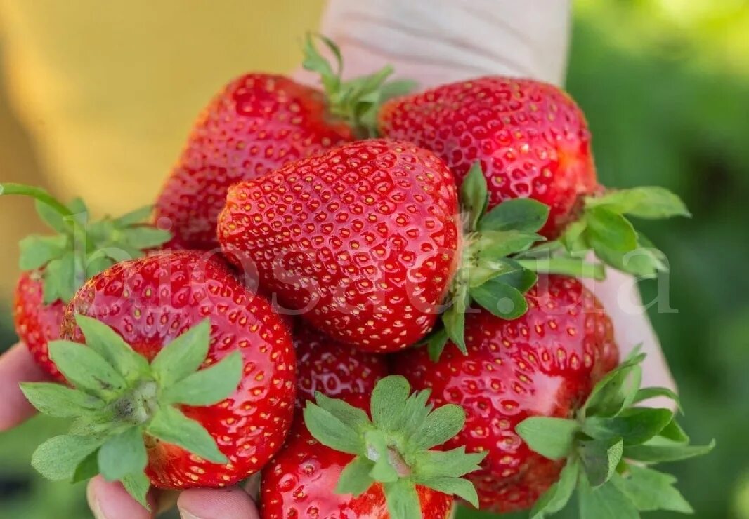 Клубника мурано фото Сорт клубники мурано характеристики: найдено 67 картинок
