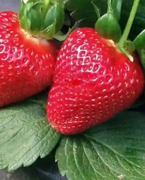 Клубника мурано фото Клубника Мурано (ремонтантный сорт) 5шт - Клубника - купить в России, Москва, Кр