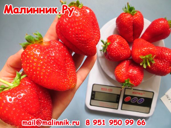 Клубника мурена описание сорта фото отзывы Клубника "МУРАНО"
