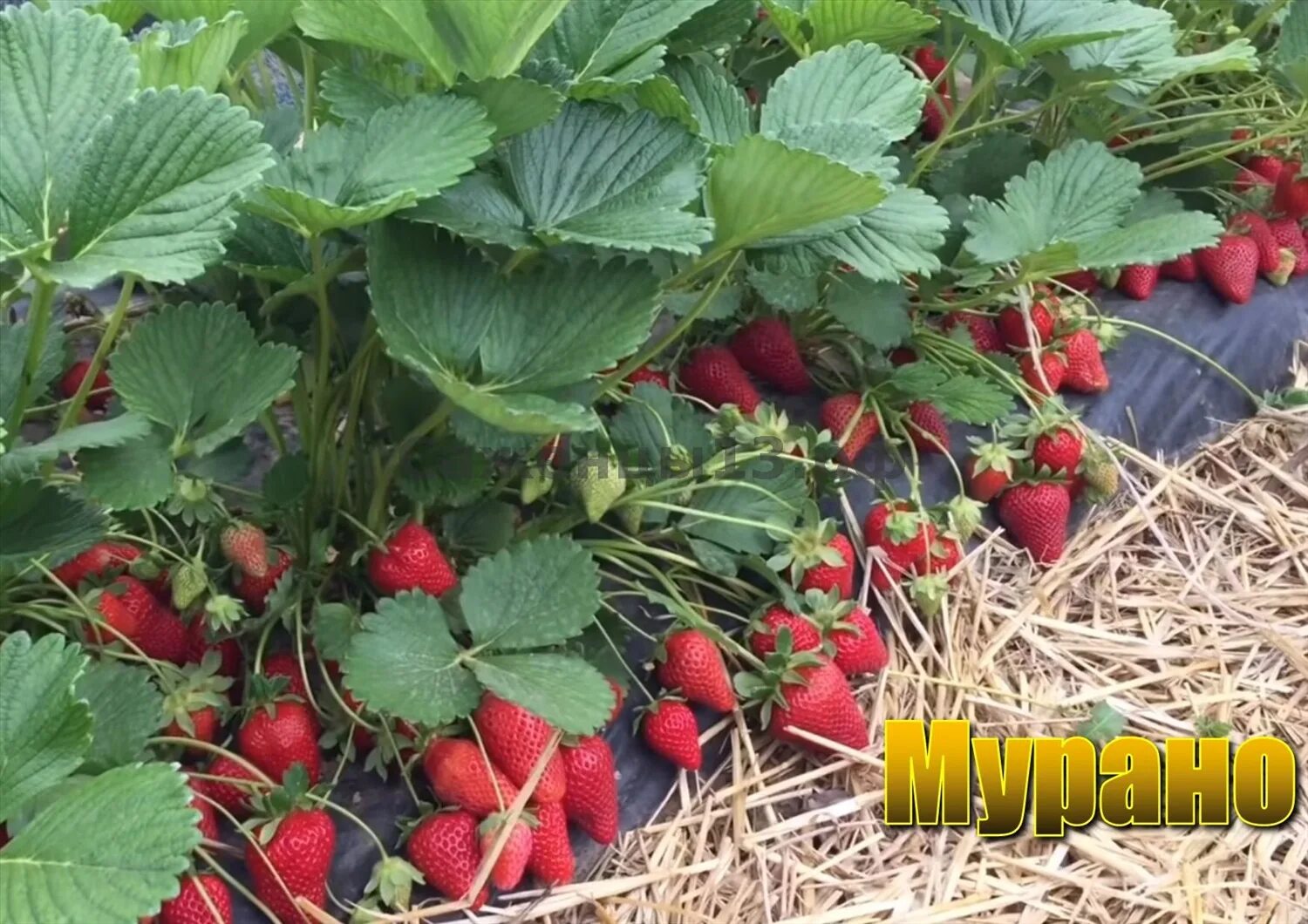 Клубника мурена описание сорта фото отзывы Купить саженцы Клубника "МУРАНО" ремонтантная (5шт.) в каталоге по Златоусту, за