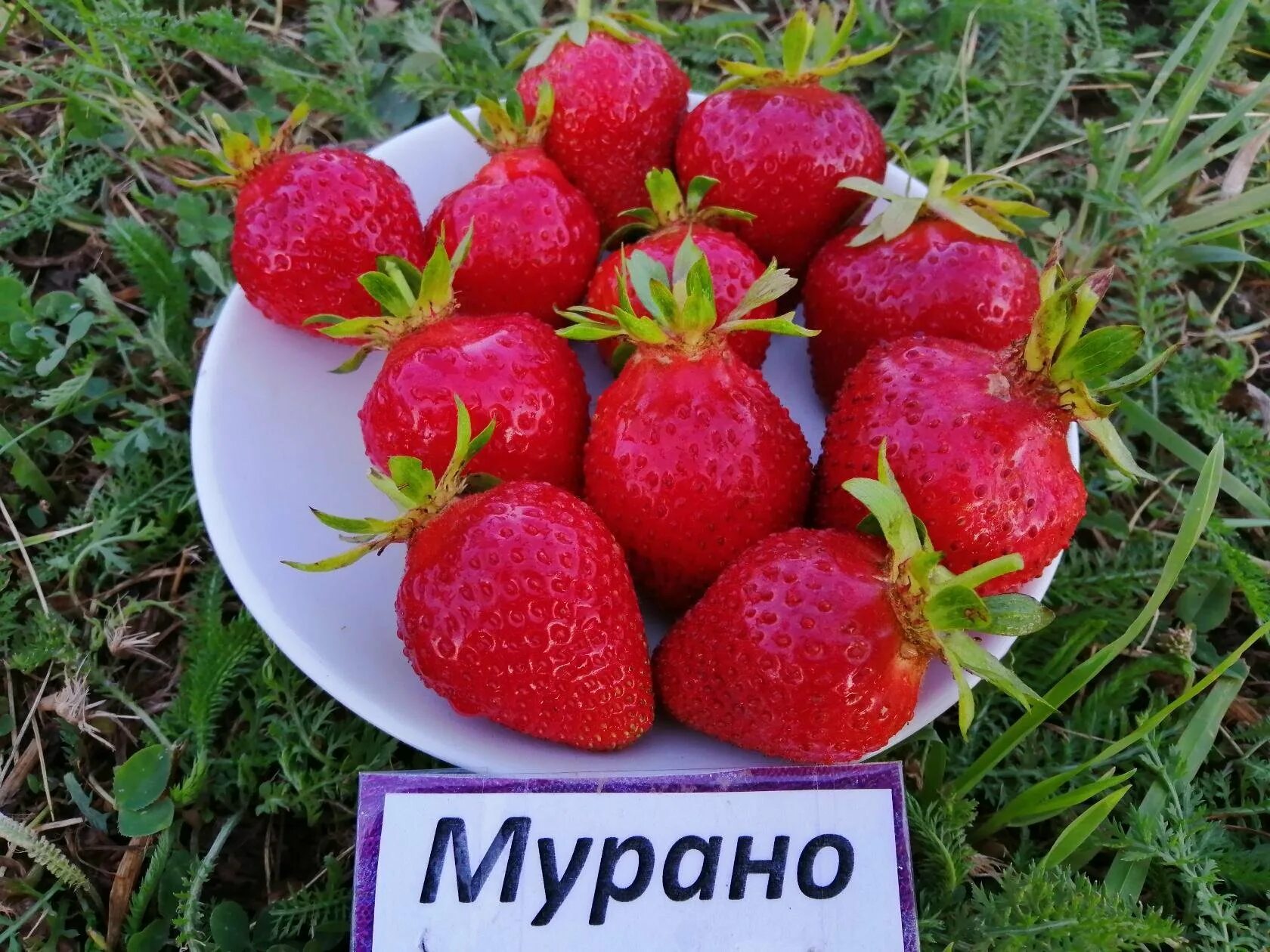Клубника мурена описание сорта фото отзывы Сорт ремонтантной клубники мурано отзывы
