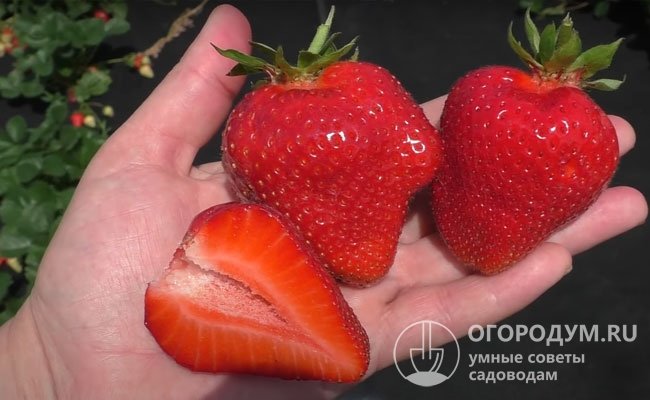 Клубника мурена описание сорта фото отзывы Земляника мурано описание сорта фото отзывы садоводов фото