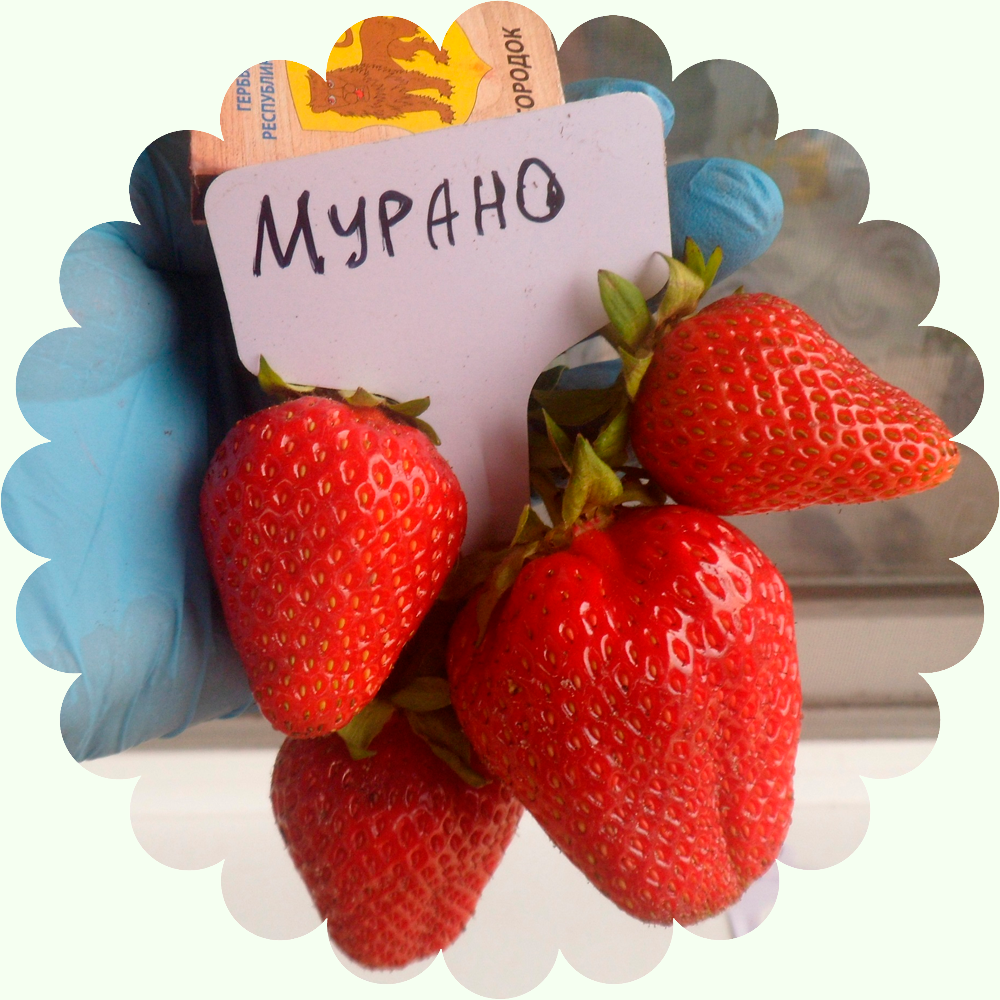 Клубника мурена описание сорта фото отзывы Ремонтантная Клубника Мурано (10 шт/уп)