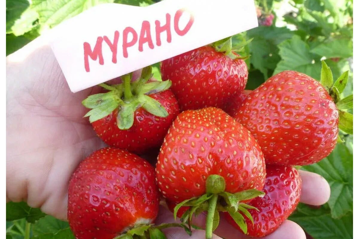 Клубника мурена описание сорта фото отзывы Мурано