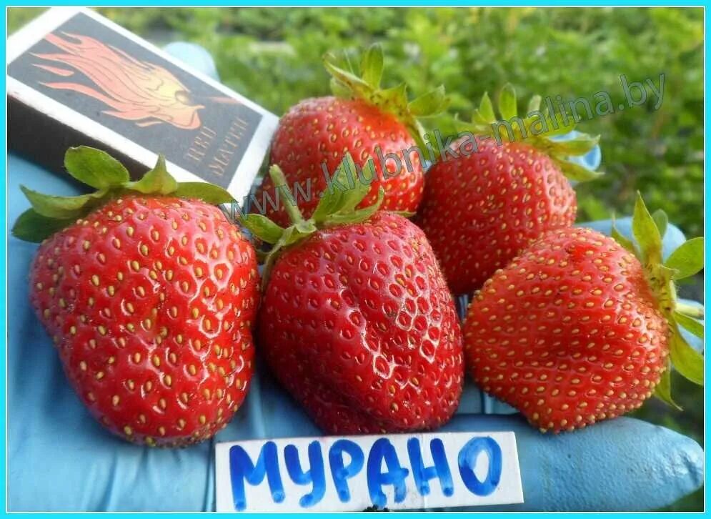 Клубника мурена описание сорта фото отзывы Урожайность Мурано в теплице Клубника "Земляника садовая" Дзен