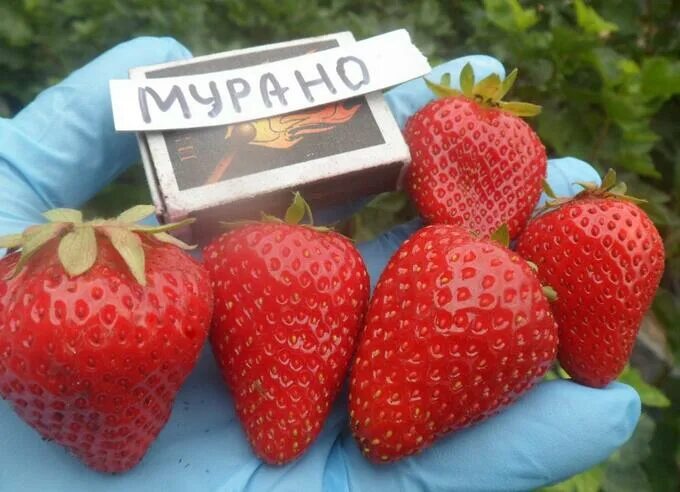 Клубника мурена описание сорта фото отзывы ЗЕМЛЯНИКА САДОВАЯ МУРАНО во Владивостоке Земляника садовая. Плодово-ягодные луко