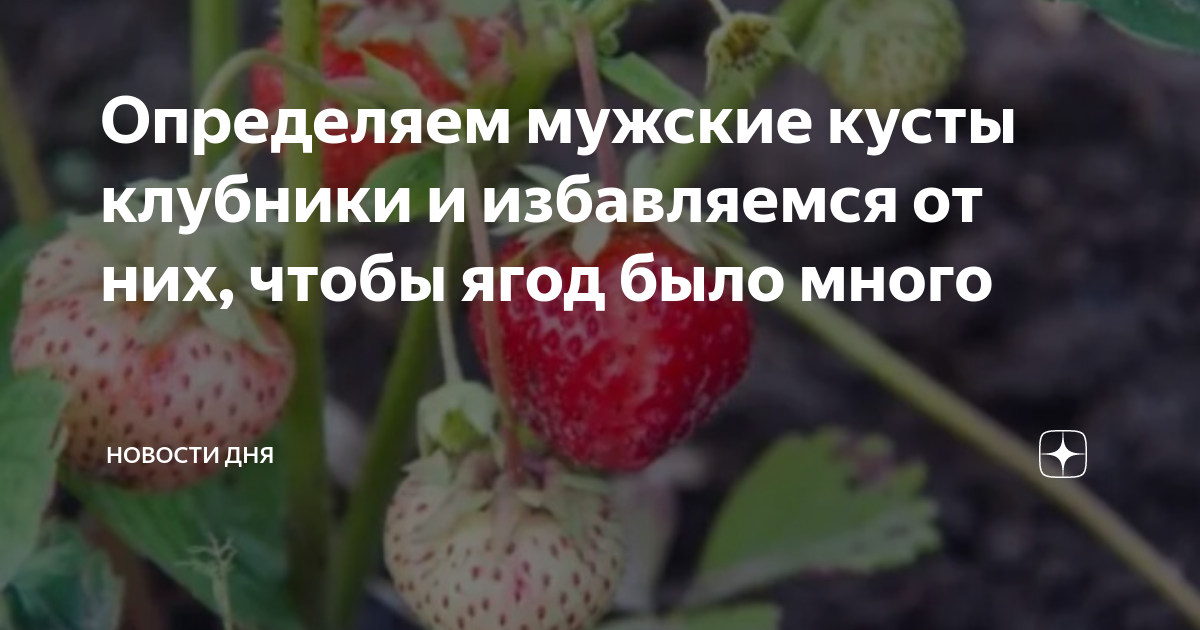 Клубника мужские кусты фото и описание Определяем мужские кусты клубники и избавляемся от них, чтобы ягод было много Ин