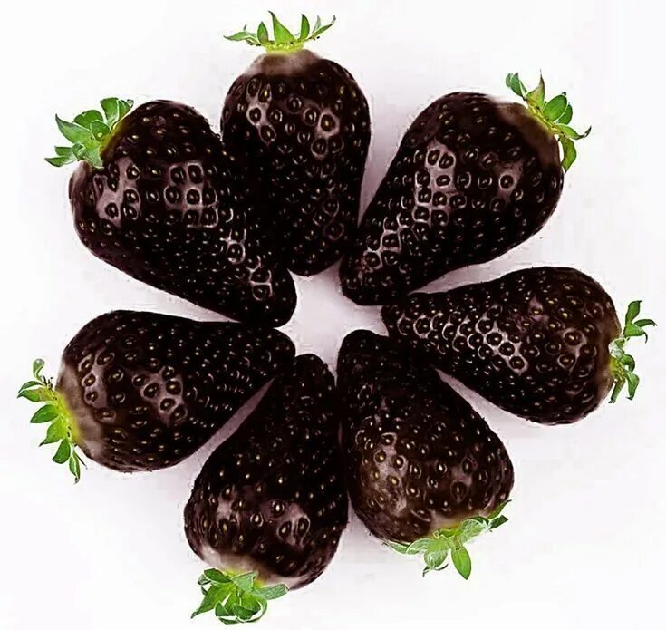 Клубника негритянка описание сорта фото Bildergebnis für gernot6758 des fruits Bonsai, Piante in vaso, Piante