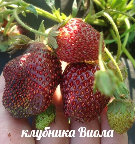 Клубника негритянка описание сорта фото Клубника Виола: описание и характеристики сорта садовой земляники, правила выращ