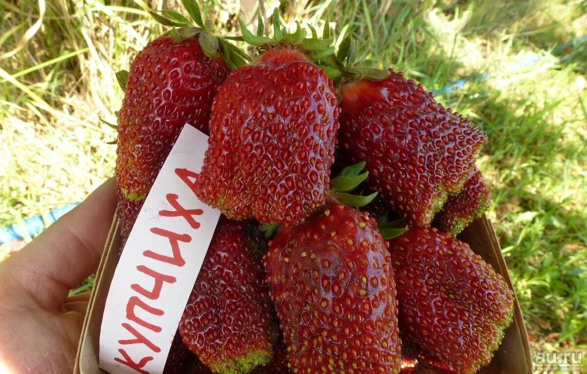 Клубника негритянка описание сорта фото отзывы садоводов Клубника Купчиха Среднеспелый сорт - купить саженцы в Туле