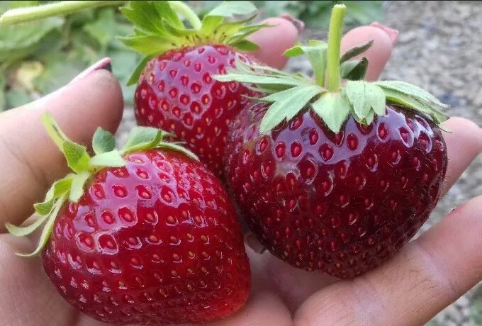 Клубника негритянка описание сорта фото отзывы садоводов Клубника Рубиновый кулон саженцы купить в Москве и Подмосковье в питомнике