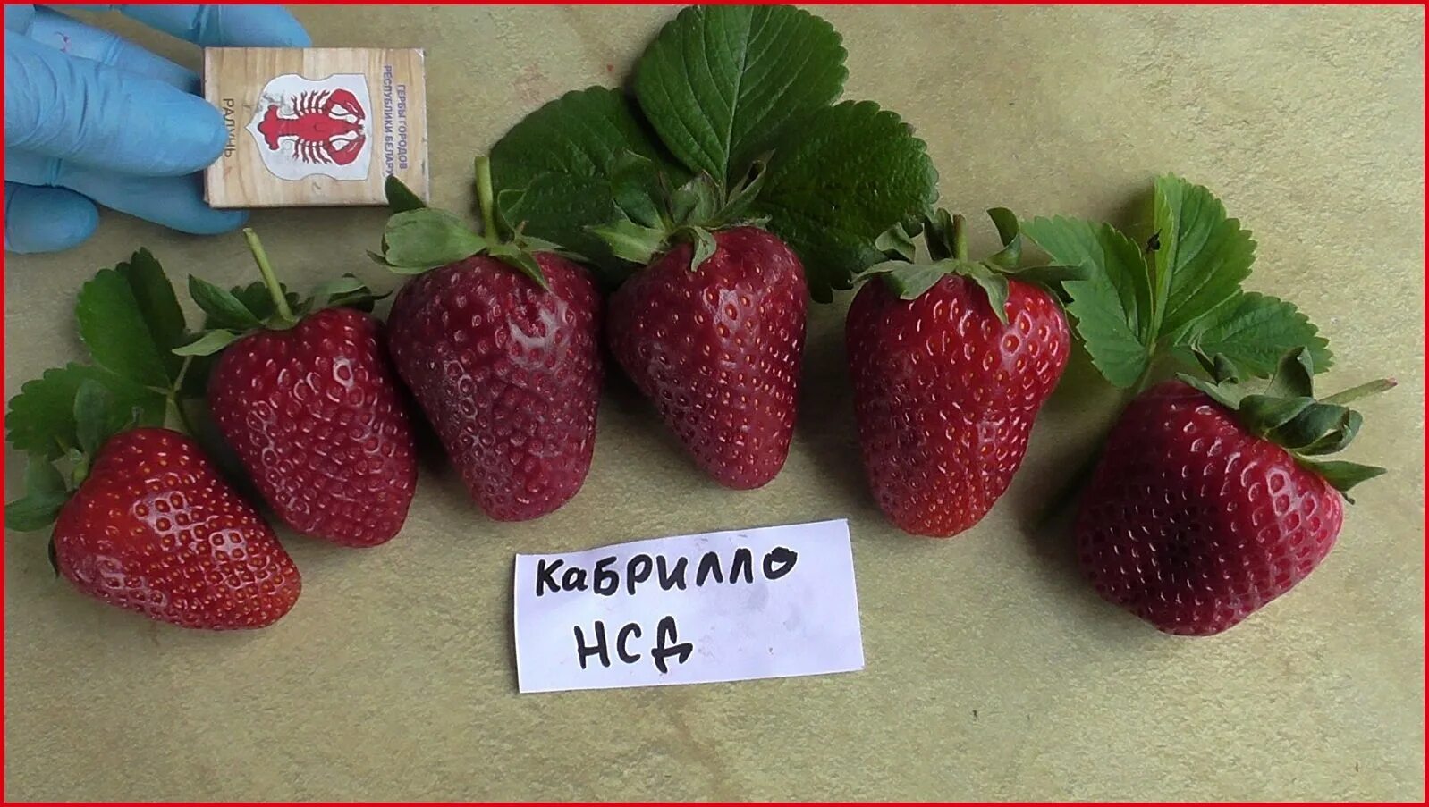 Клубника нелли описание сорта фото отзывы садоводов Сорт клубники корона: коллекция сочных фотографий Натуралист Фотогалерея природы
