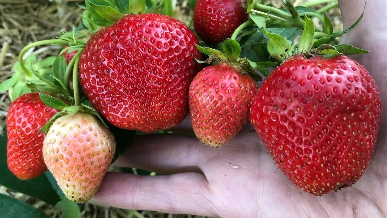 Клубника нэнси описание сорта фото НЭНСИ. Итальянский крупноплод с медовым вкусом - YouTube