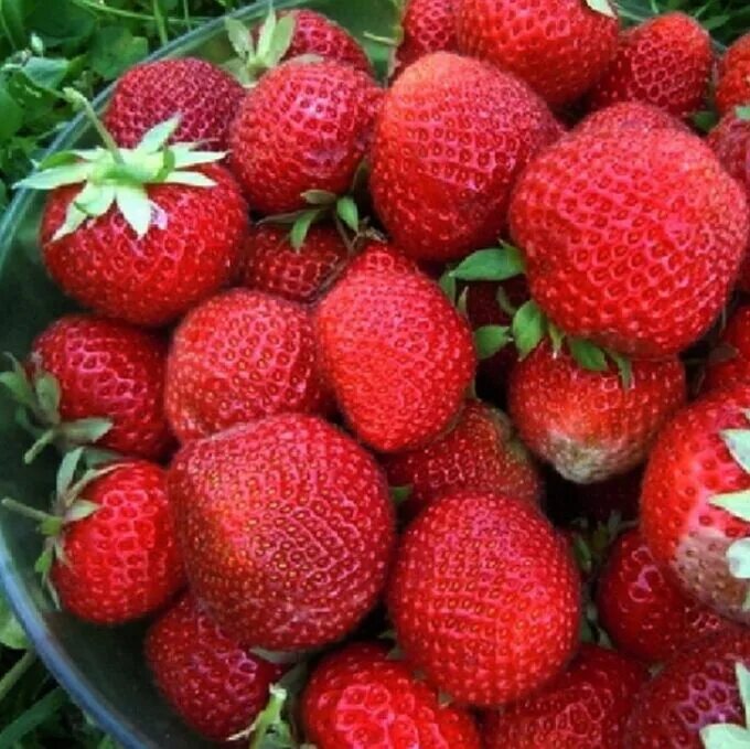 Клубника ольвия описание сорта фото отзывы Клубника Ольвия (5 Шт) Клубника. Плодово-ягодные луковицы, рассада и саженцы