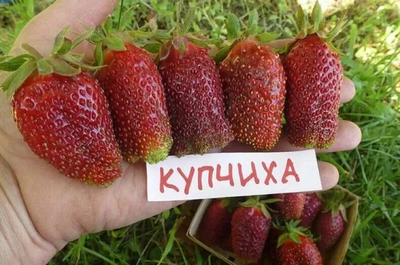 Клубника описание фото Купить Земляника (клубника) "Купчиха" в Арзамасе "Лэндмастер52". Товары и услуги